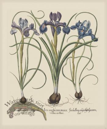 Besler 199 Colored  B2